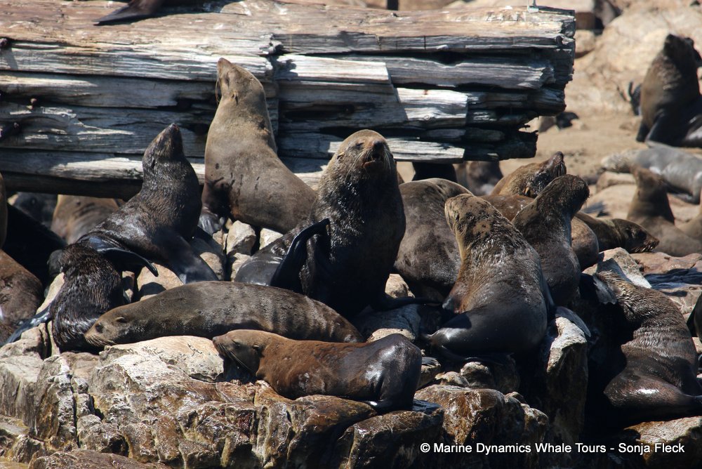 cape fur seal colony, whale watching, gansbaai, south africa,