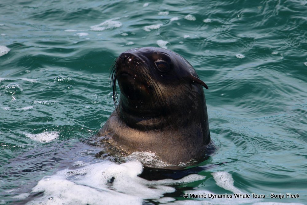 cape fur seal, whale watching, gansbaai, south africa