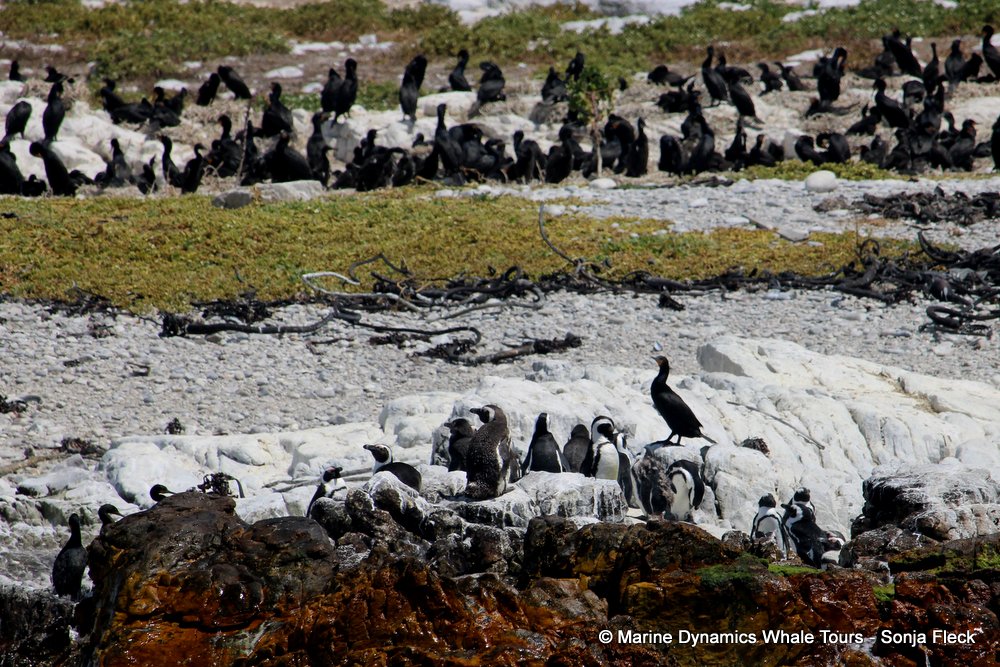 dyer island, whale watching, gansbaai, south africa,