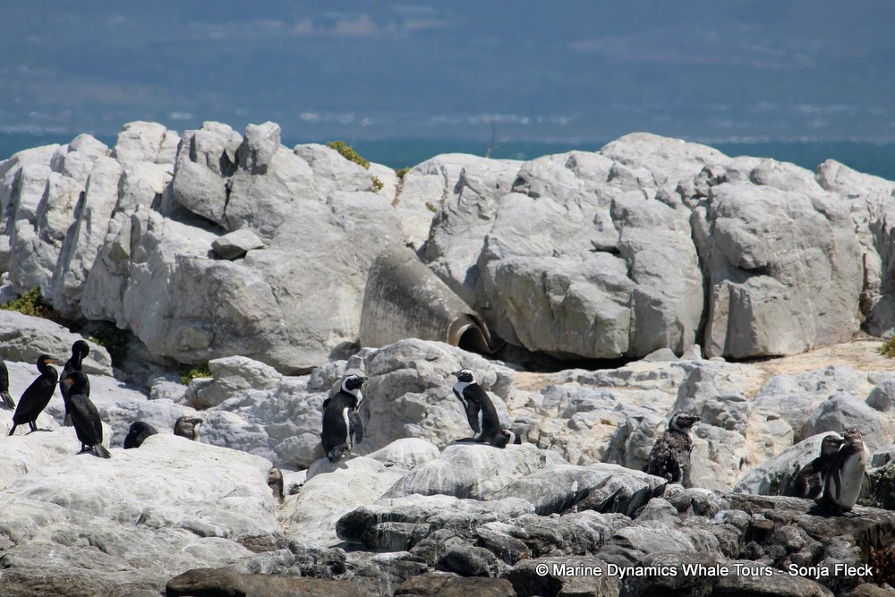 penguins, whale watching, gansbaai, south africa,