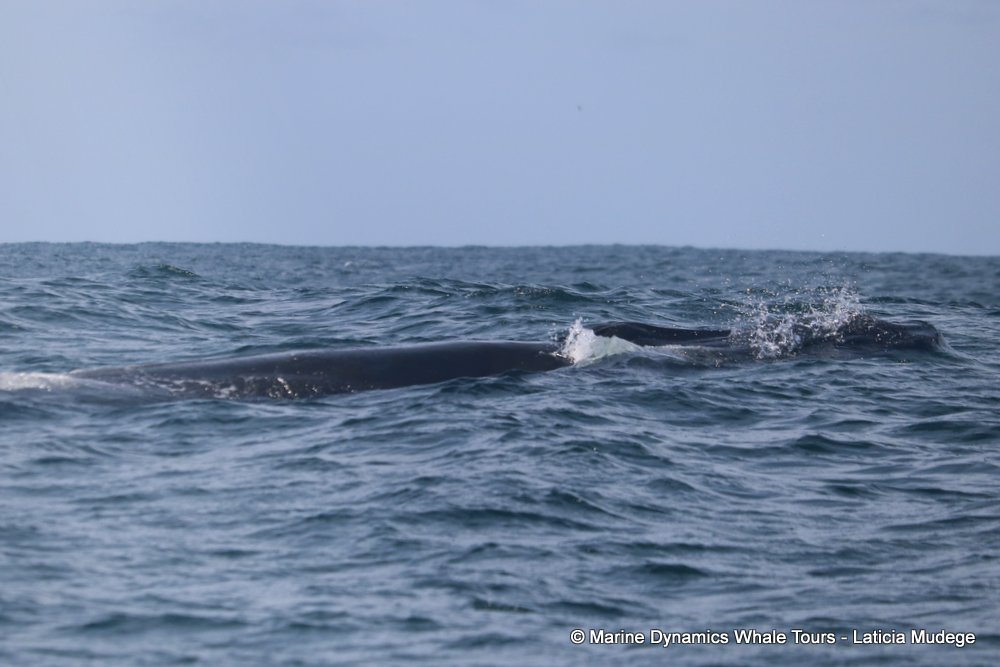 bryde's whale, whale watching, gansbaai, south africa,