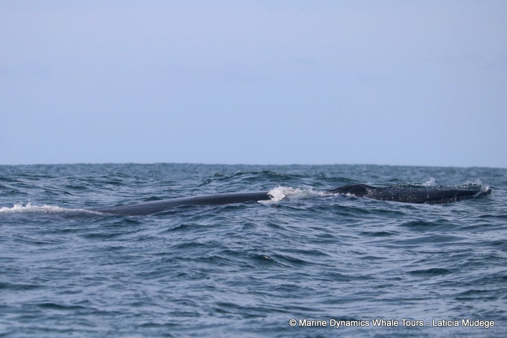 bryde's whale, whale watching, gansbaai, south africa,