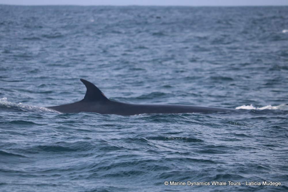 bryde's whale, whale watching, gansbaai, south africa,