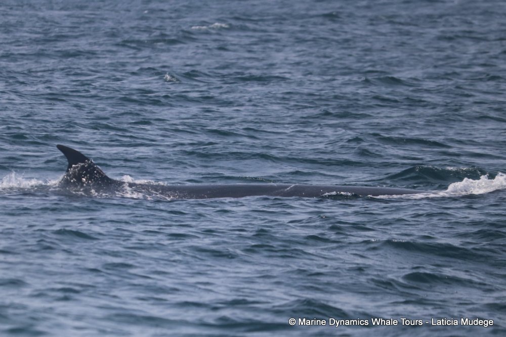 bryde's whale, whale watching, gansbaai, south africa,