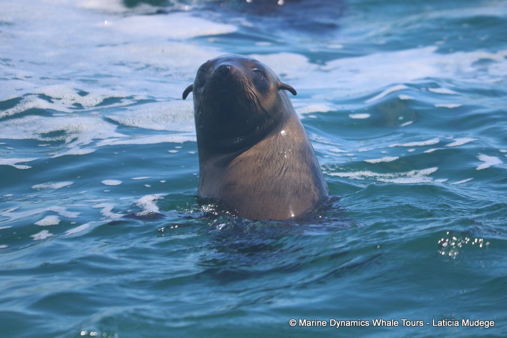 cape fur seal, whale watching, gansbaai, south africa