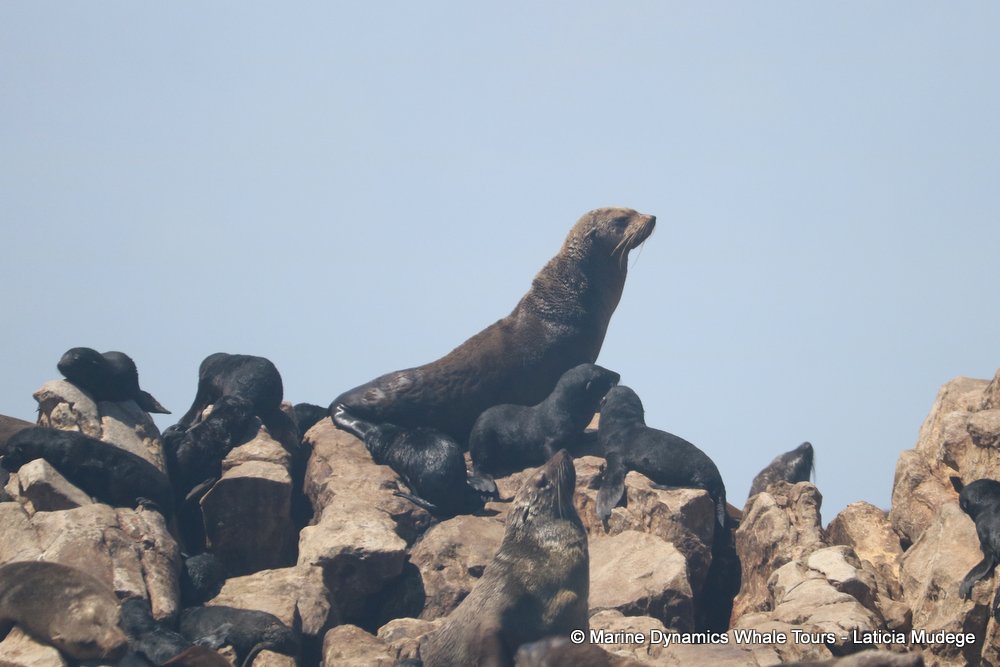 cape fur seal, whale watching, gansbaai, south africa