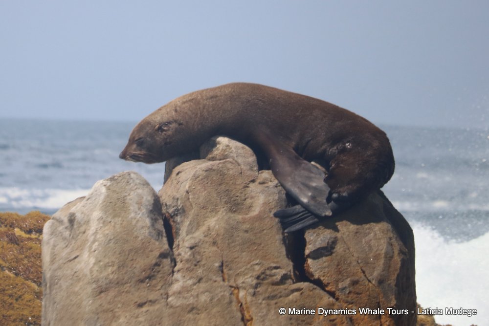cape fur seal, whale watching, gansbaai, south africa
