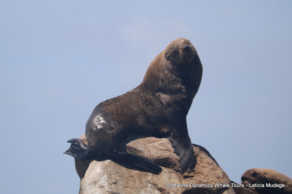 cape fur seal, whale watching, gansbaai, south africa