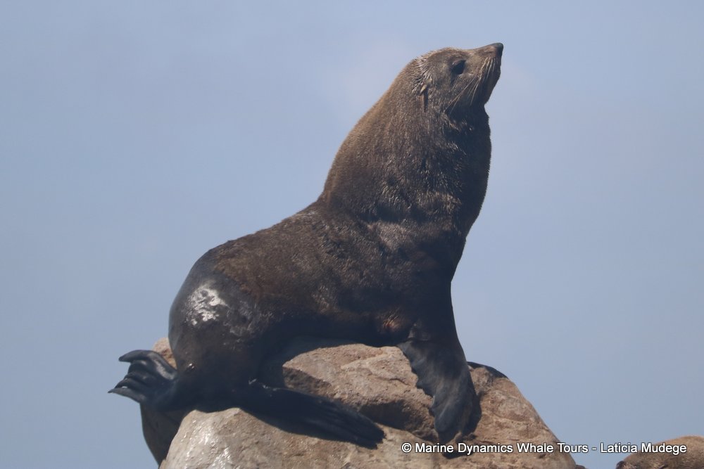 cape fur seal, whale watching, gansbaai, south africa