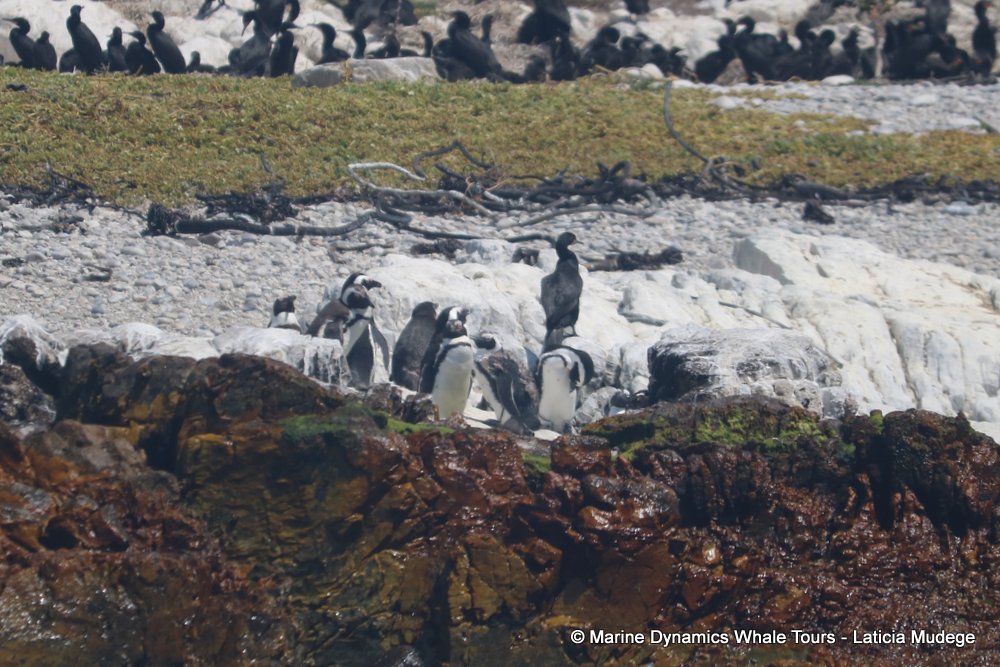 african penguin, whale watching, gansbaai, south africa