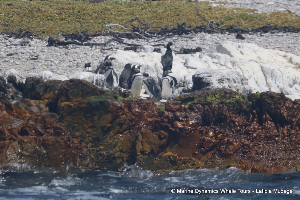 african penguin, whale watching, gansbaai, south africa