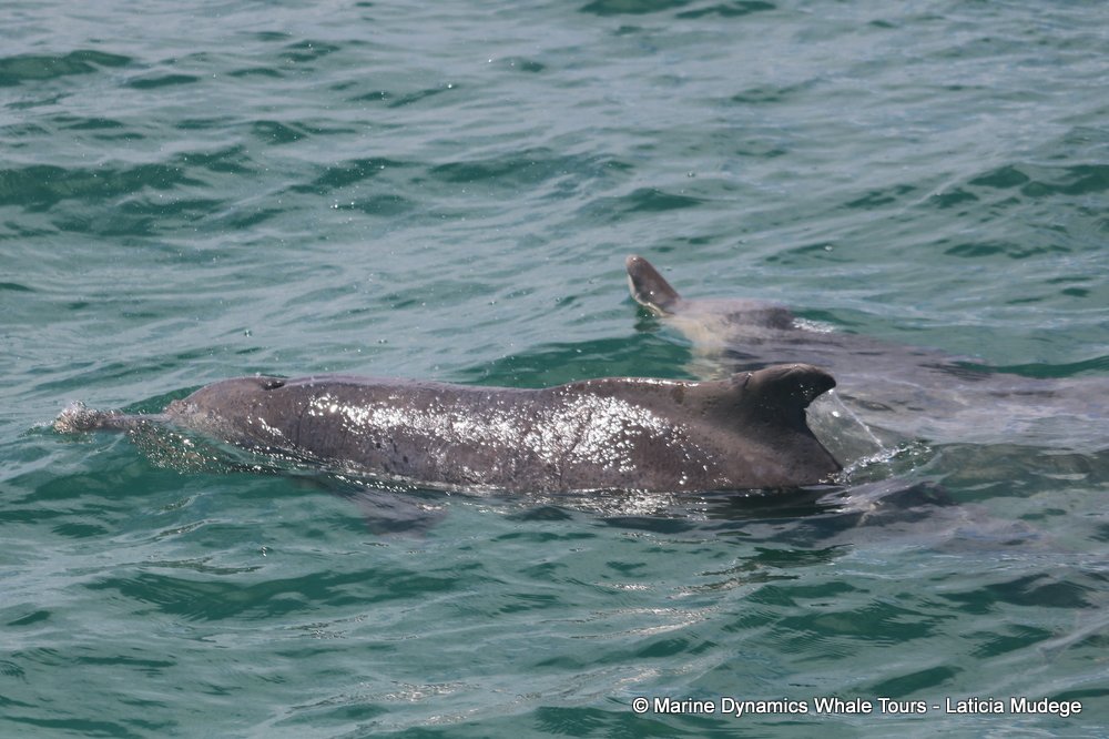 humpback dolphin, whale watching, gansbaai, south africa