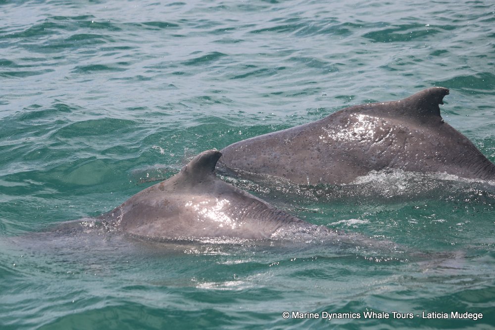 humpback dolphin, whale watching, gansbaai, south africa