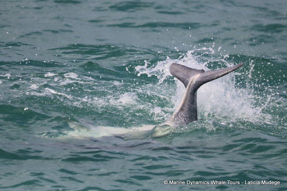 humpback dolphin, whale watching, gansbaai, south africa