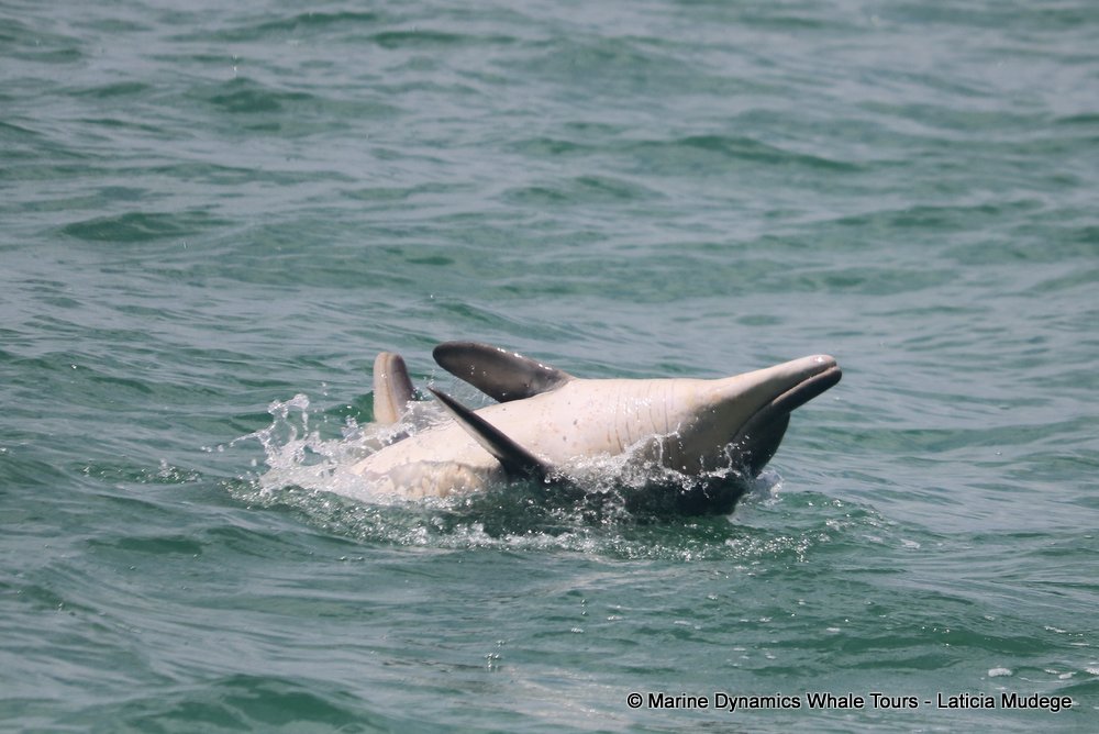 humpback dolphin, whale watching, gansbaai, south africa