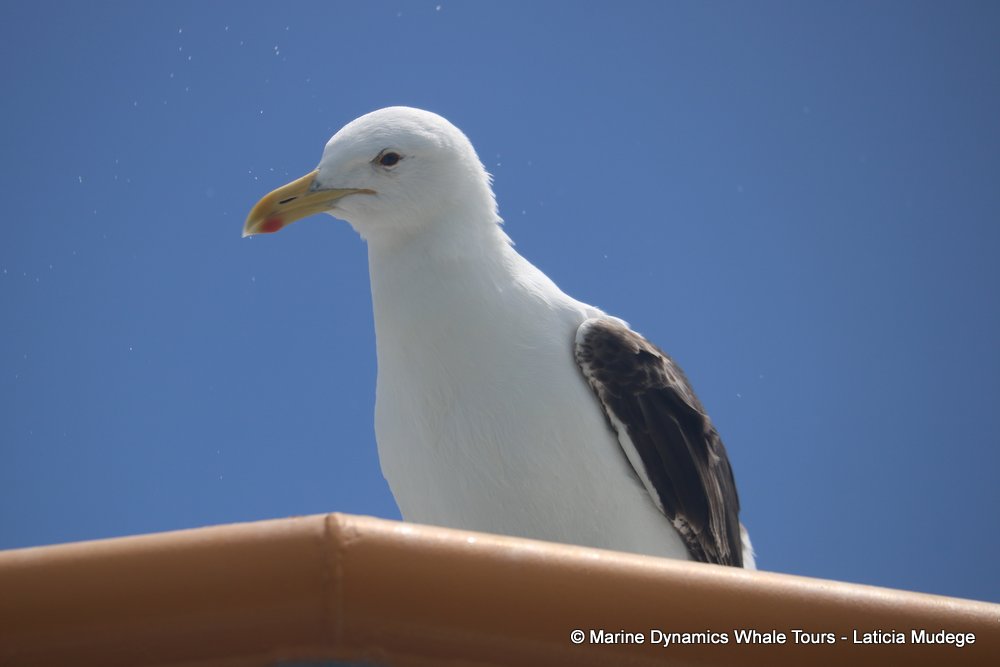 gull, whale watching, gansbaai, south africa,