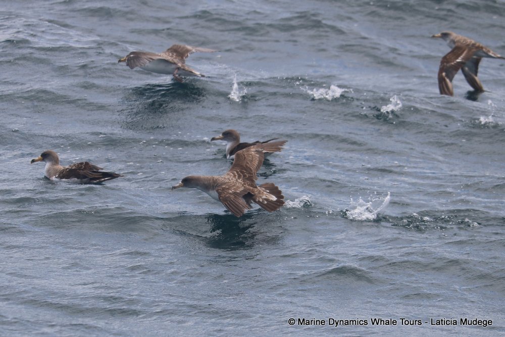 shearwater, whale watching, gansbaai, south africa,