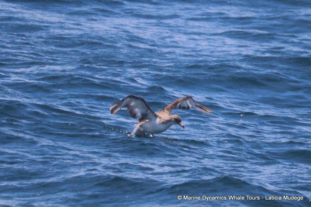 shearwater, ,whale watching, gansbaai, south africa