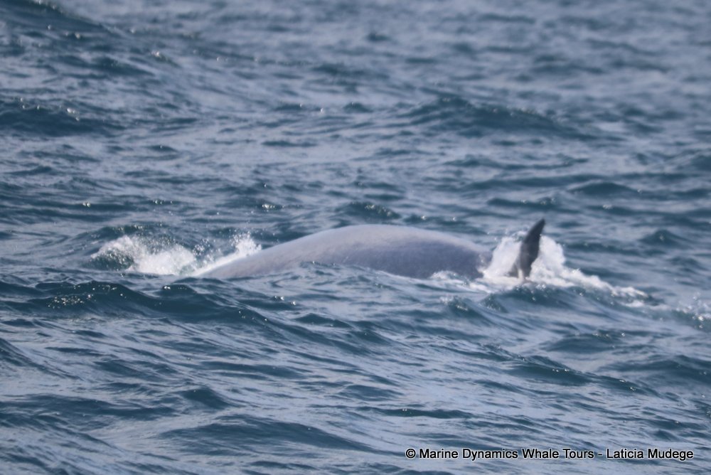 bryde's whale, whale watching, gansbaai, south africa,