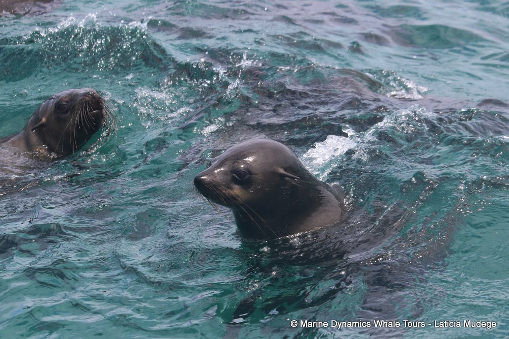 cape fur seal, whale watching, gansbaai, south africa