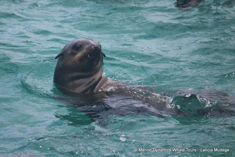 cape fur seal, whale watching, gansbaai, south africa