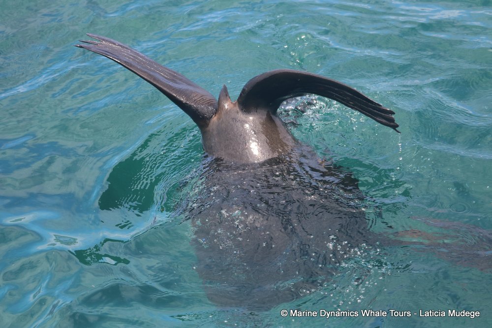 cape fur seal, whale watching, gansbaai, south africa