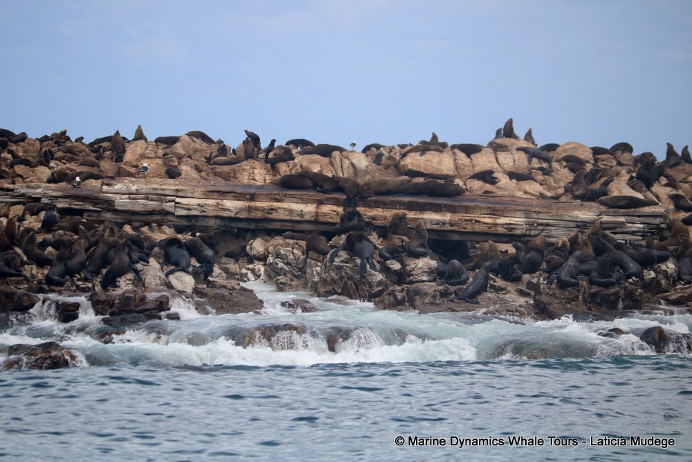 cape fur seal, whale watching, gansbaai, south africa