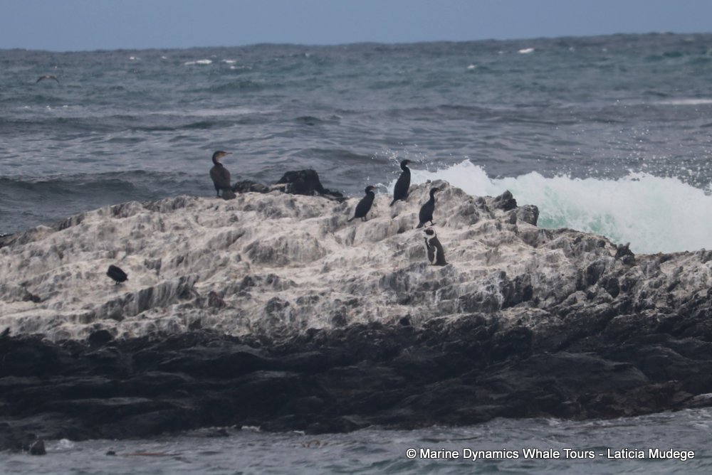 african penguin, whale watching, gansbaai, south africa