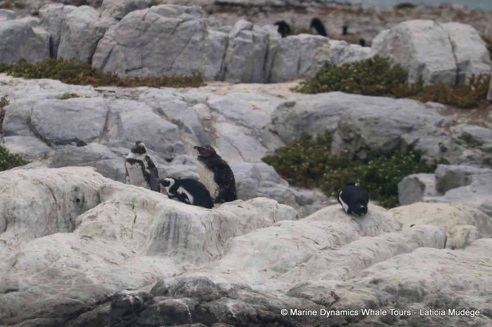 african penguin, whale watching, gansbaai, south africa