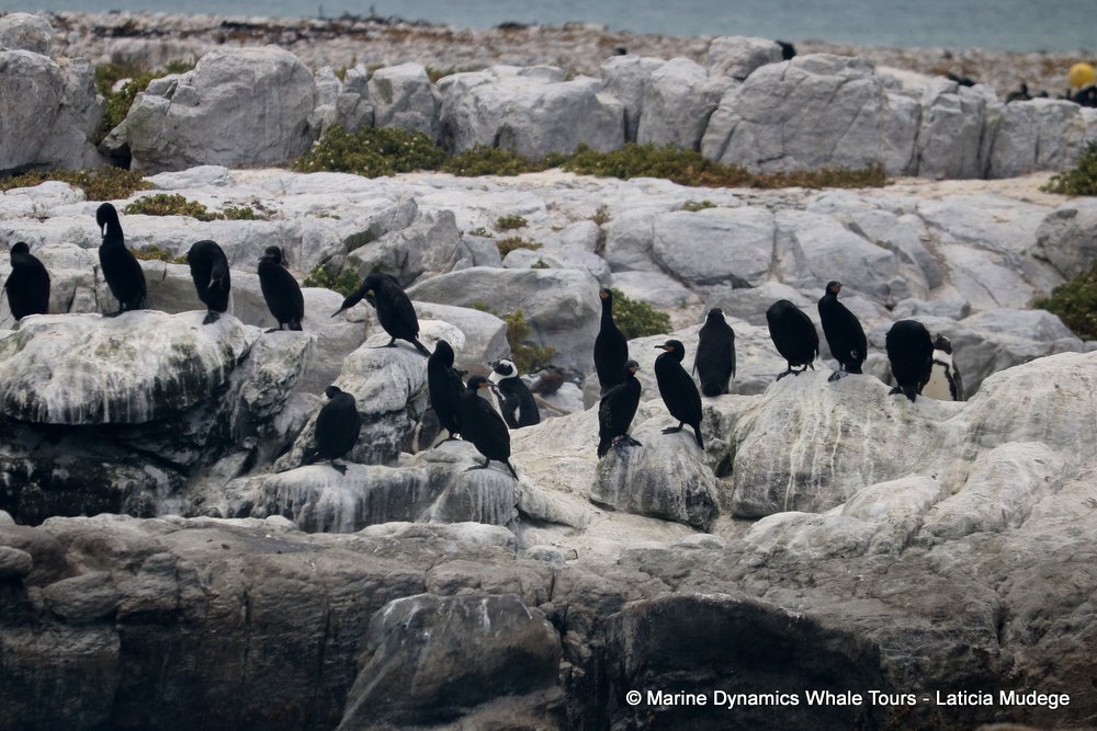 african penguin, whale watching, gansbaai, south africa