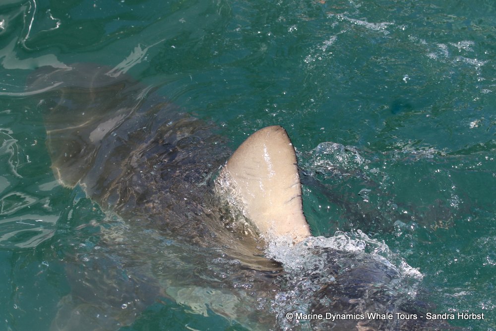 bronze whaler, whale watching, gansbaai, south africa,