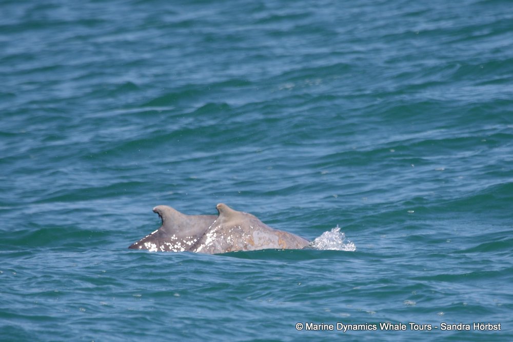 humpback dolphin, whale watching, gansbaai, south africa