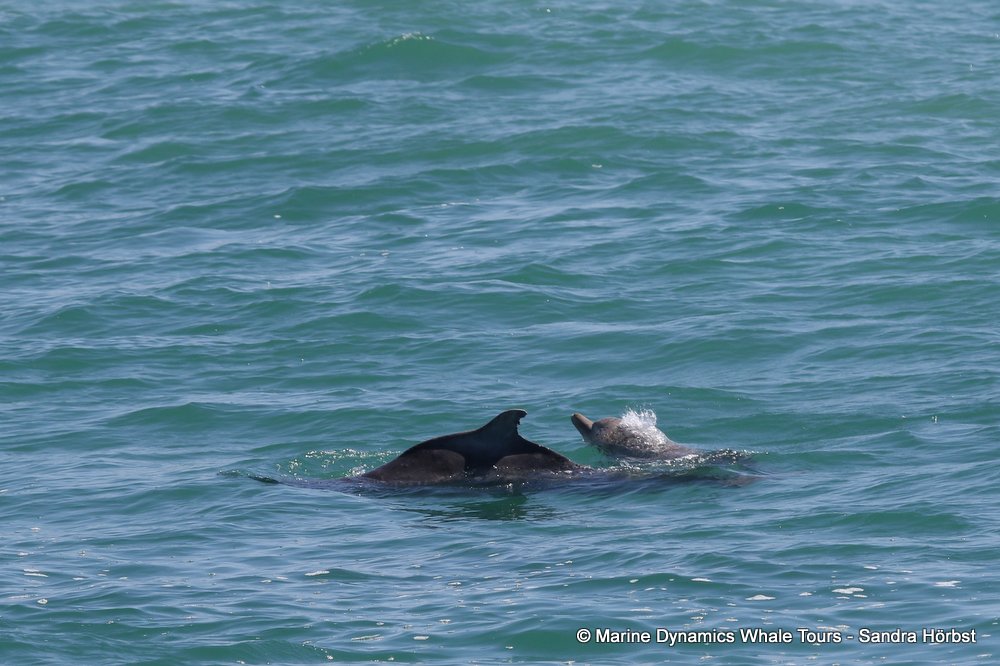 humpback dolphin, whale watching, gansbaai, south africa