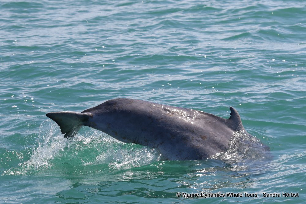 humpback dolphin, whale watching, gansbaai, south africa