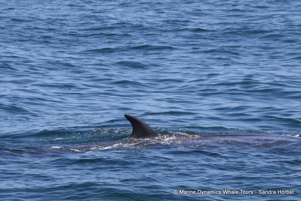 bryde's whale, whale watching, gansbaai, south africa,