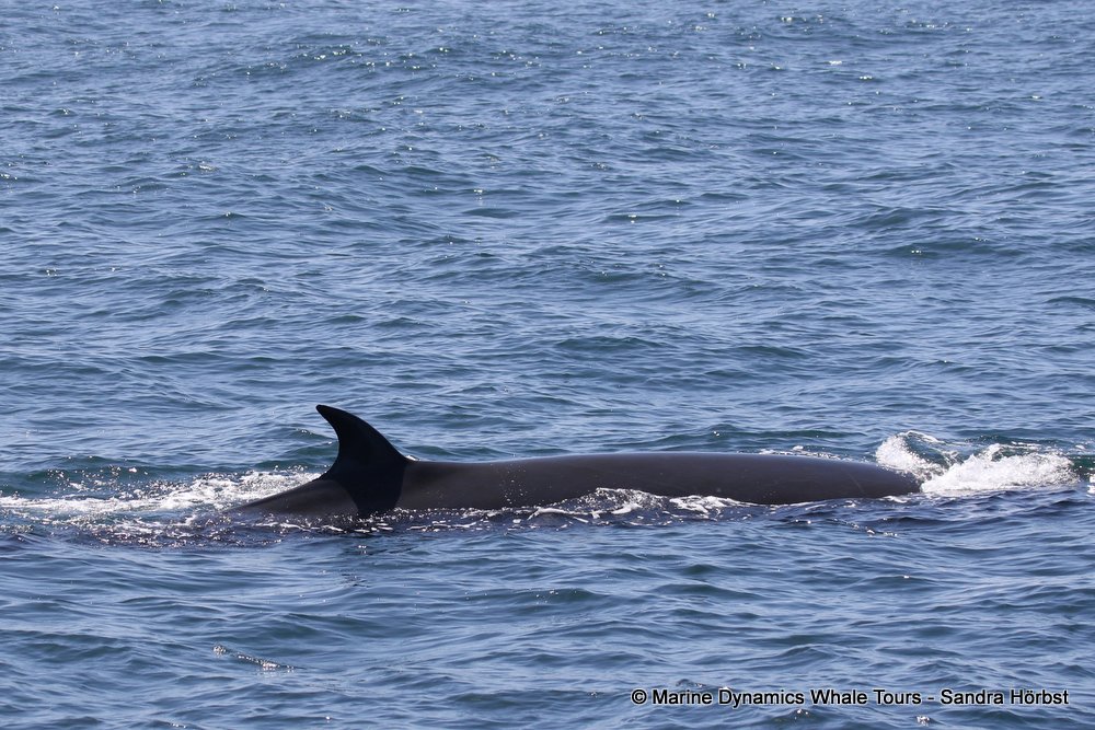 bryde's whale, whale watching, gansbaai, south africa,