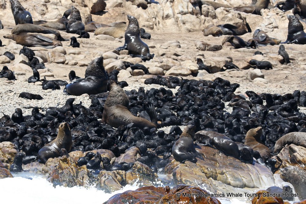 cape fur seal, whale watching, gansbaai, south africa
