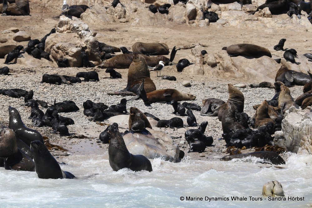 cape fur seal, whale watching, gansbaai, south africa