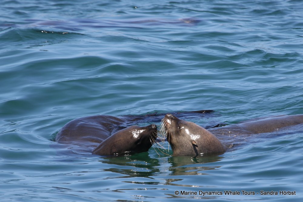 cape fur seal, whale watching, gansbaai, south africa