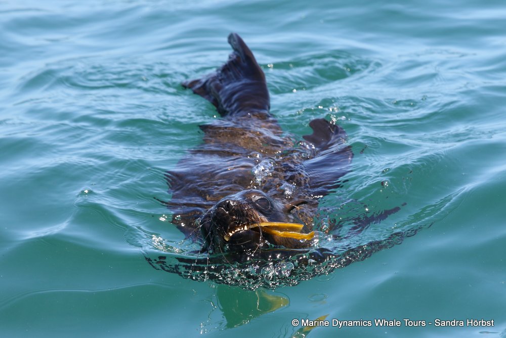 cape fur seal, whale watching, gansbaai, south africa