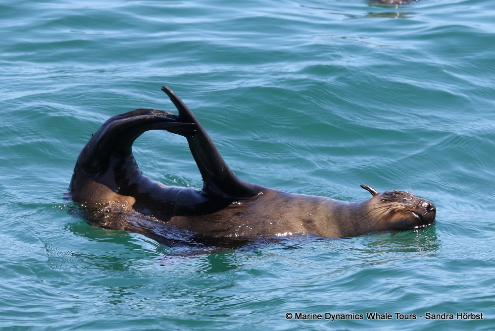 cape fur seal, whale watching, gansbaai, south africa