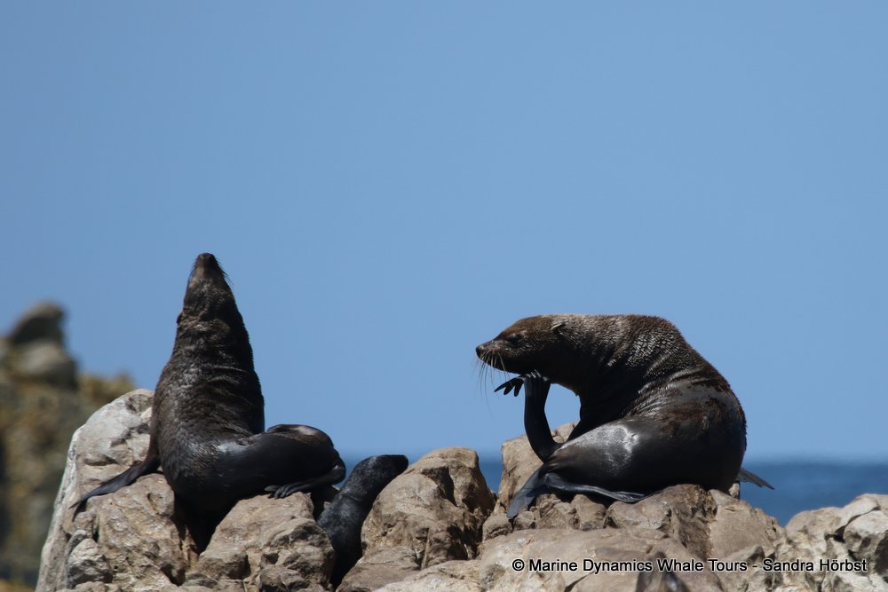 cape fur seal, whale watching, gansbaai, south africa
