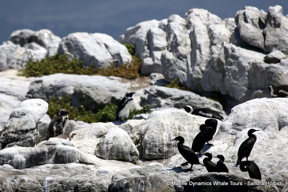 african penguin, whale watching, gansbaai, south africa