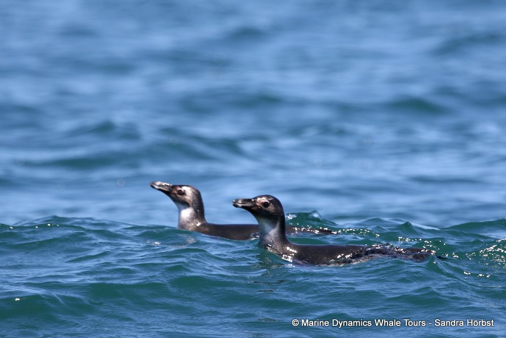 african penguin, whale watching, gansbaai, south africa