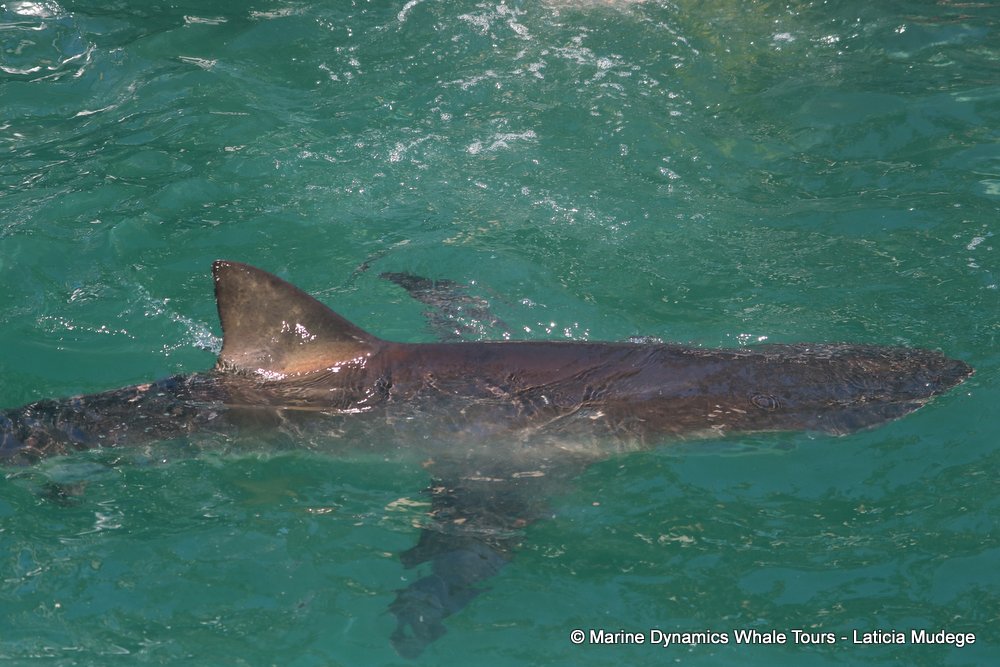 bronze whaler shark, whale watching, gansbaai, south africa,