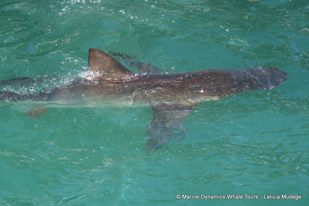 bronze whaler shark, whale watching, gansbaai, south africa,