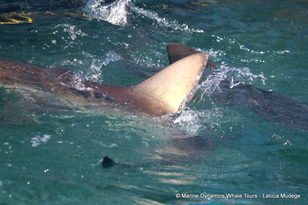 bronze whaler shark, whale watching, gansbaai, south africa,