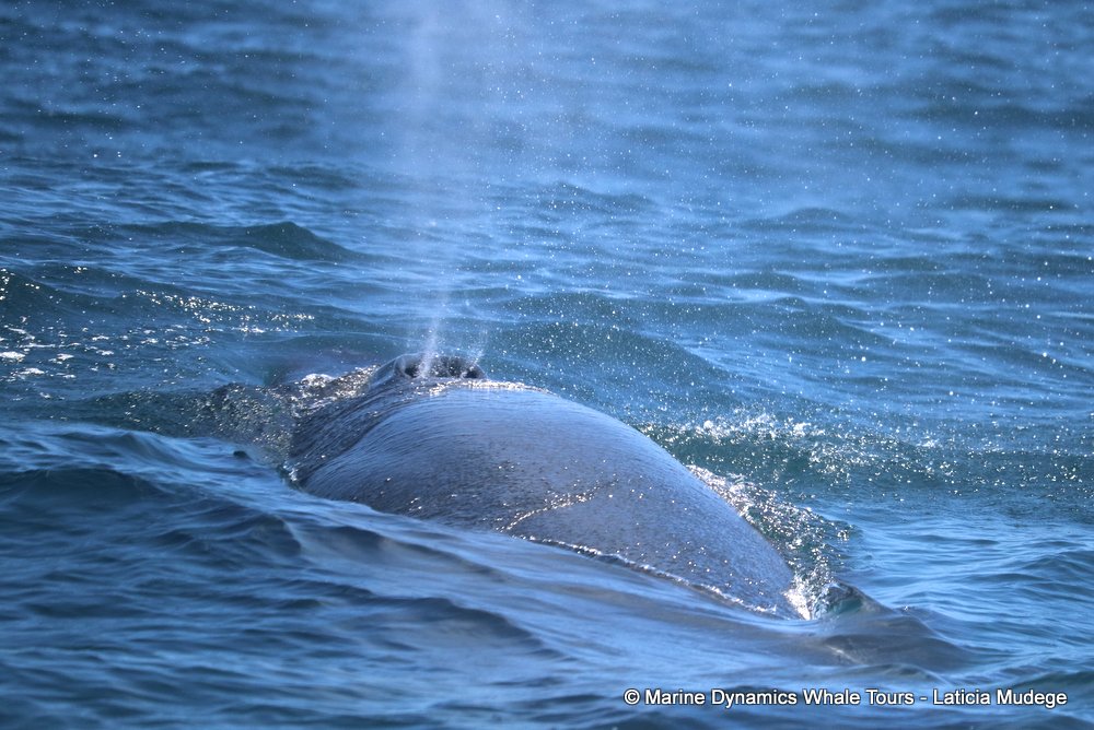 bryde's whale, whale watching, gansbaai, south africa,