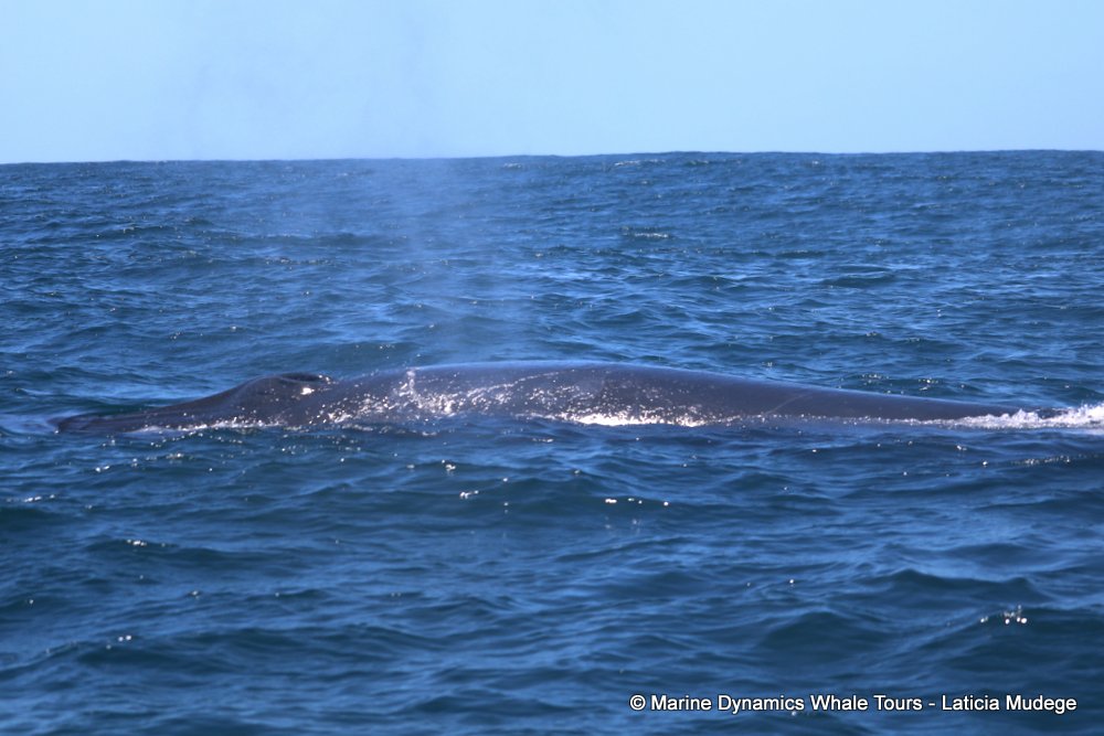 bryde's whale, whale watching, gansbaai, south africa,