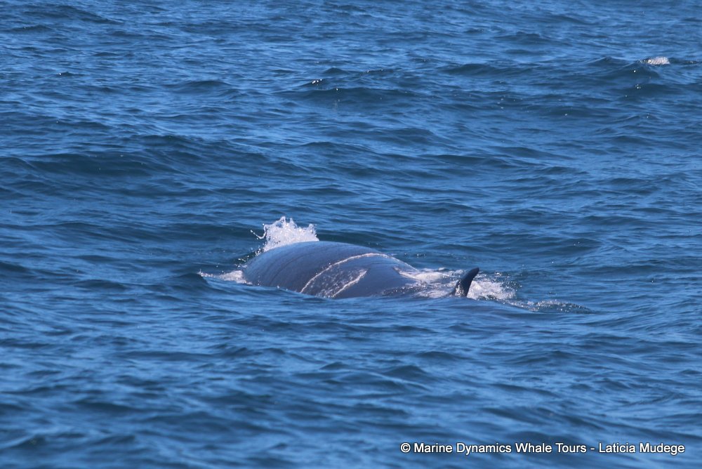 bryde's whale, whale watching, gansbaai, south africa,